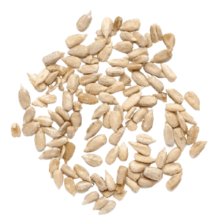 sesame